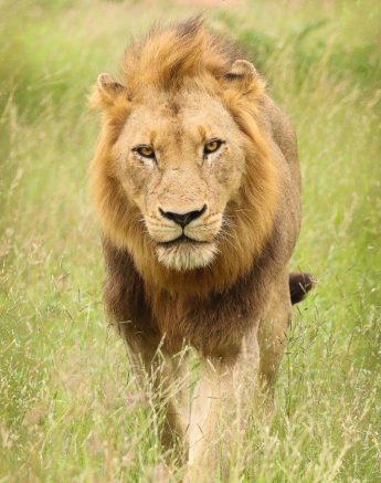 37Marco Vietti Male Lion 3 280220 Final 37Marco Vietti Male Lion 3 280220 Final