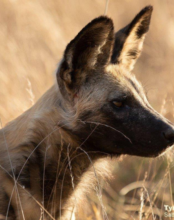 24Tyron Van Der Walt Wild Dogs 280520 2 Final