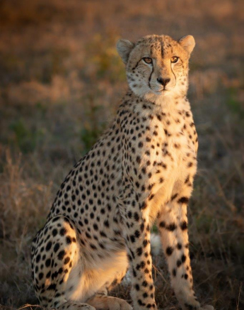 22Tyron Van Der Walt Cheetah 150521 Portrait 1 Final