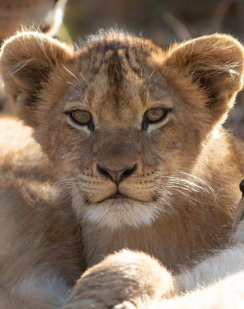 37Tyron Van Der Walt Styx Cubs 200721 Portrait 1 Final