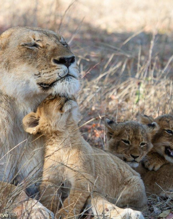 A24Amy Leigh Lion Styx 2 260921 Final A24Amy Leigh Lion Styx 2 260921 Final