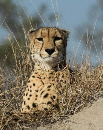 21Kevan Dobbie Cheetah 25.06.1 Final