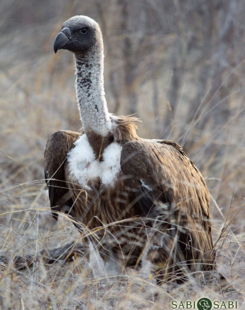 02Kerry Lee Roberg WBV.1 Final