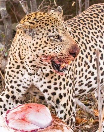 15andries Leopard.xovo 200920 7 Final