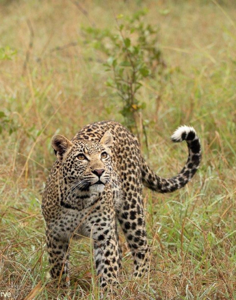 A21andries Leopard.kegeliacub 110422 2 Final A21andries Leopard.kegeliacub 110422 2 Final
