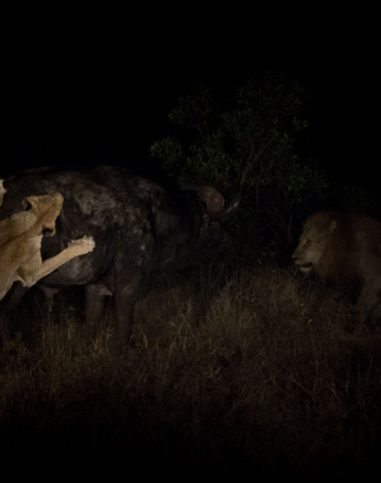 Lion Buffalo 1 Lion Buffalo 1