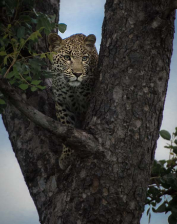 Mike L Little Bush Cub Mike L Little Bush Cub