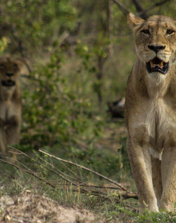 20Tayla McCurdy SP Lions 25 Dec 2