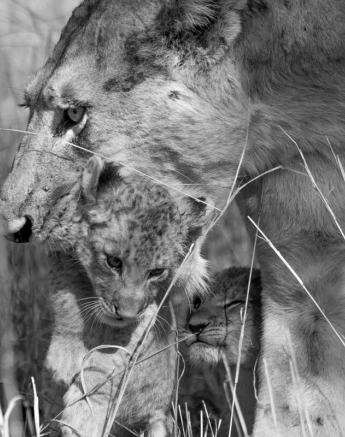 21Tayla McCurdy Lion Cubs 08 Feb 16 1 21Tayla McCurdy Lion Cubs 08 Feb 16 1