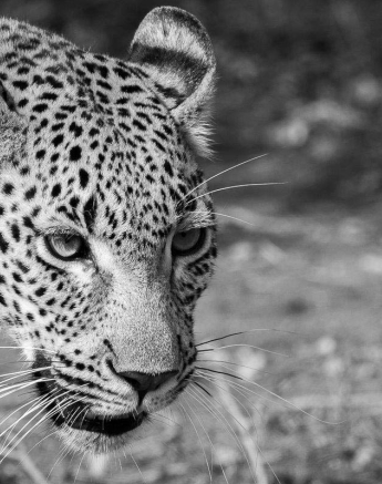 05Sheldon Hooper Kigelia On The Prowl 2 05Sheldon Hooper Kigelia On The Prowl 2