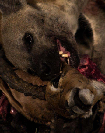 10Tayla McCurdy Hyena And WD Cub 12 May 16 4 Of 5 10Tayla McCurdy Hyena And WD Cub 12 May 16 4 Of 5