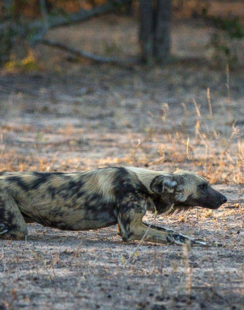 23Franscois Rosslee Wilddog 1 Of 1