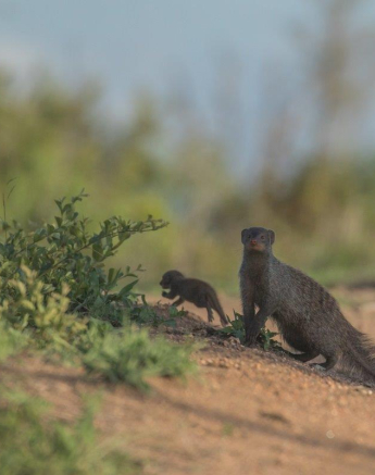 33Kyle 7 Dec Banded Mongoose Final 33Kyle 7 Dec Banded Mongoose Final