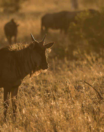 30Kevan Dobbie Blue Wildebeest 080518 2 Final 30Kevan Dobbie Blue Wildebeest 080518 2 Final