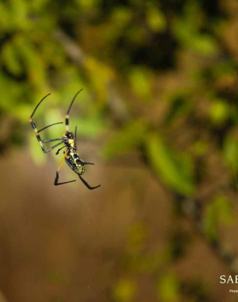 19Louise Murray Golden Orb Web Spider Final 19Louise Murray Golden Orb Web Spider Final