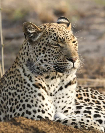 06Ally Ross 2018 11 Blog Kigelia 01 Final