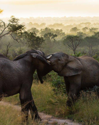 02Kerry Lee Roberg Elephants Sunrise Final