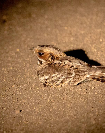 03Kevan Dobbie Nightjar 1 Final 03Kevan Dobbie Nightjar 1 Final