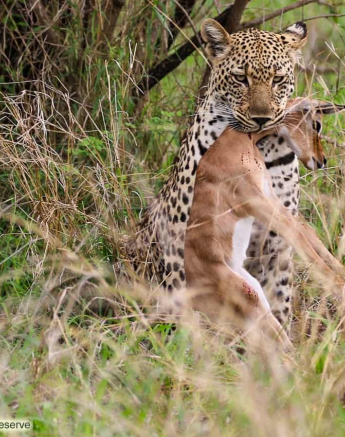 06andries Ndlovu Leopard Schotia 271119 2 Final 06andries Ndlovu Leopard Schotia 271119 2 Final