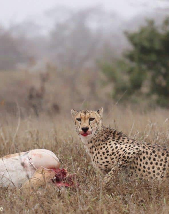 32Marco Vietti Cheetah Kill 4 031020 Final 32Marco Vietti Cheetah Kill 4 031020 Final