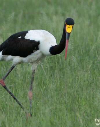 15Tyron Van Der Walt Saddle Billed Stork Kill 231220 1 Final