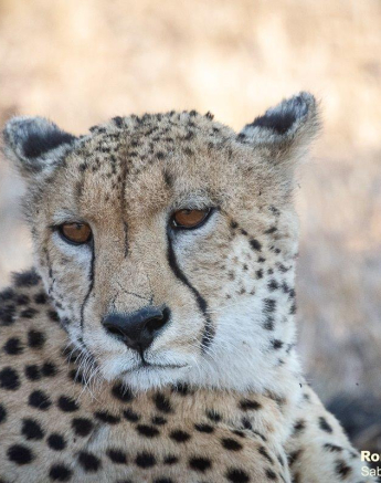 A19Ronald Mutero Cheetah 05082021 5 Final