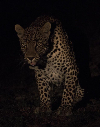 21Kevan Dobbie Unknown Male Leopard 0312.2 1 Of 1 Final 21Kevan Dobbie Unknown Male Leopard 0312.2 1 Of 1 Final