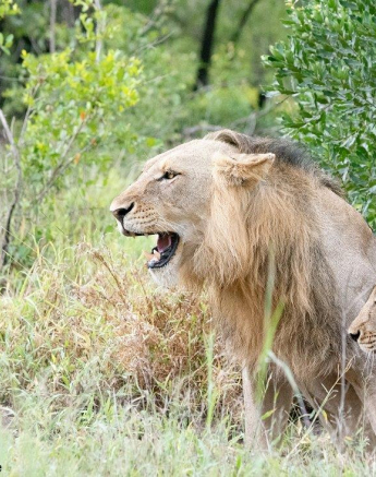 A18ronanld Unknown Male Lions 16122022 2 Final