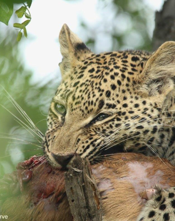 A23Ally Ross 20230107 Ntsumi Cub 02  Final