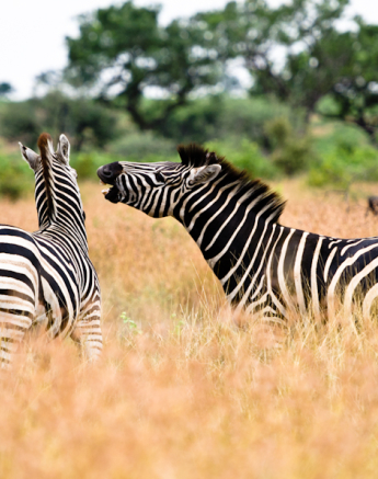 Zebra Zebra