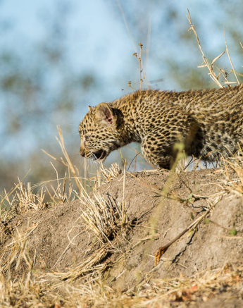 Nottins Leopard Cub Rich 2