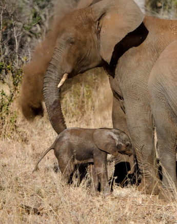 22Mike L Elephant Calf Dust 2 22Mike L Elephant Calf Dust 2