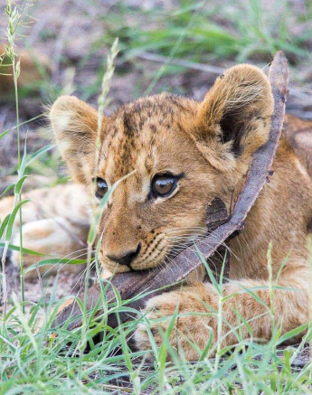 08Franscois Rosslee Lioncub4 1