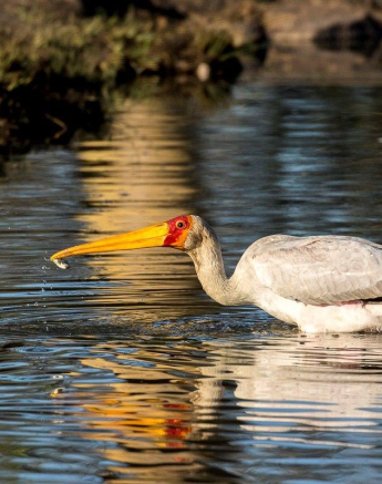 32Kyle Yellow Billed Stork Final 32Kyle Yellow Billed Stork Final