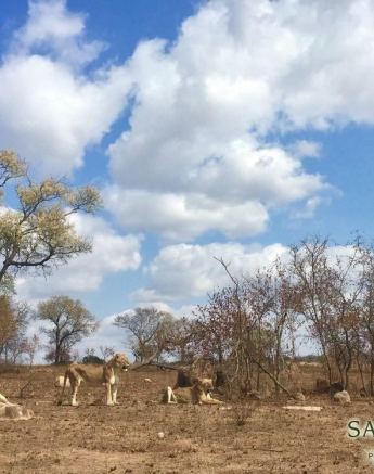 15Kerry Roberg SP Waterbuck Final 15Kerry Roberg SP Waterbuck Final