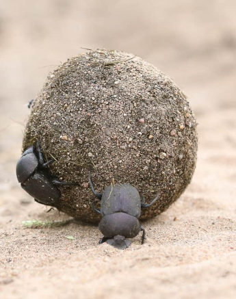 Ally Ross Dung Beetle 02 Final Ally Ross Dung Beetle 02 Final