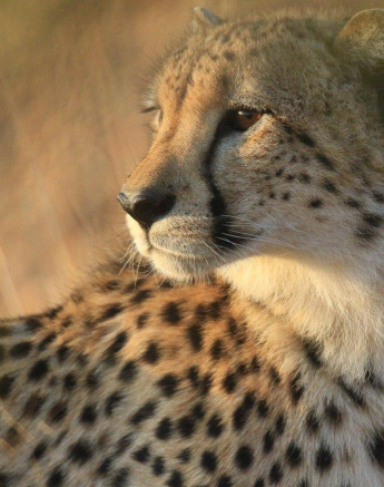 01Ally Ross 20190731 Cheetah 01 Final 01Ally Ross 20190731 Cheetah 01 Final