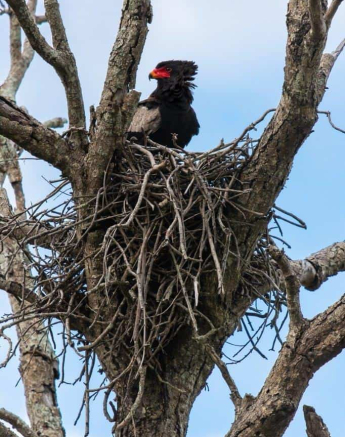 06Kerry Lee Roberg Bateleur Nest Final 06Kerry Lee Roberg Bateleur Nest Final