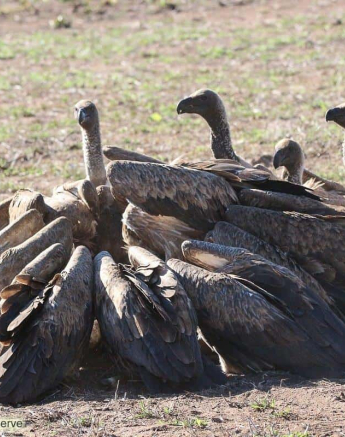 24andries Ndlovu Vultures 161119 2 Final 24andries Ndlovu Vultures 161119 2 Final