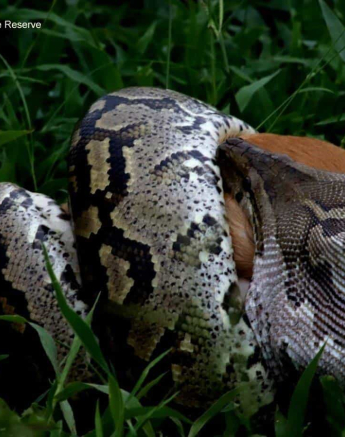 20Bianca Theron Rock Python Impala 1 Final 20Bianca Theron Rock Python Impala 1 Final