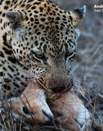 09andries Ndlovu Leopard Xovonakela 131119 1 Final 09andries Ndlovu Leopard Xovonakela 131119 1 Final