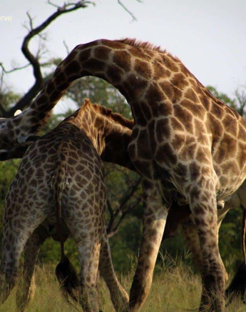 09giraffe Necking 2 Rebecca Boshoff Final 09giraffe Necking 2 Rebecca Boshoff Final