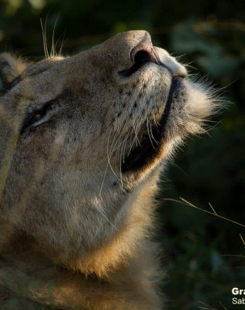 10Graeme Stewart Lion 220320 10 Final