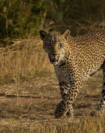 24Amy Roberts Leopard 01 Schotia 210320 Final