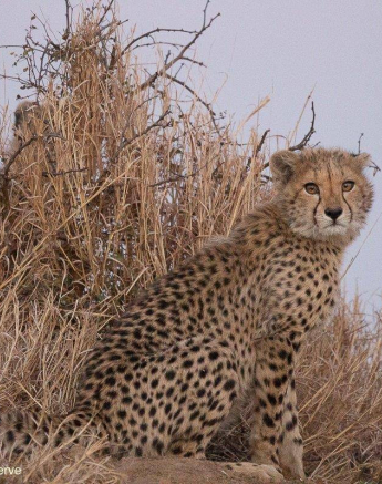09Greg Heasman Cheetah 14072020 3 Final 09Greg Heasman Cheetah 14072020 3 Final