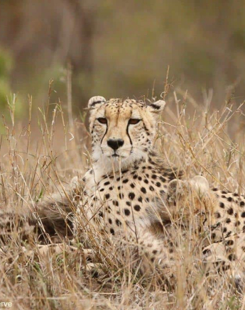 B01Erin Herbst Cheetah 5 191021 Final B01Erin Herbst Cheetah 5 191021 Final