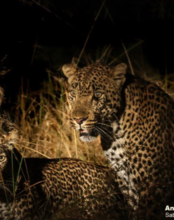 24andries Leopard.mating 100421 8 Final 24andries Leopard.mating 100421 8 Final
