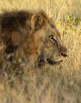 06andries Lions.nwas 030521 1 Final 06andries Lions.nwas 030521 1 Final