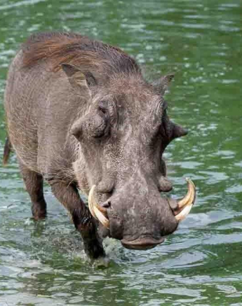 A17ronald Mutero Warthog 24102022 Final A17ronald Mutero Warthog 24102022 Final