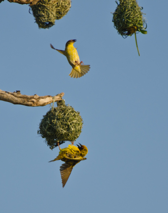 Southern Masked Weavers 7 Southern Masked Weavers 7